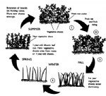 Ahududu Yetiştiriciliği Nasıl Yapılır?