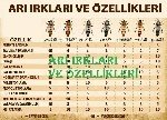 Arı Ve Arı Irkları Nelerdir?
