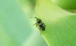 Hububat Hortumlu Böceği Zararlısı Hububat Hortumlu Böceği Zararlısı