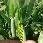 Hububat Hortumlu Böceği Zararlısı Hububat Hortumlu Böceği Zararlısı