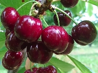 Sweet Early Kiraz Çeşidi Ve Özellikleri