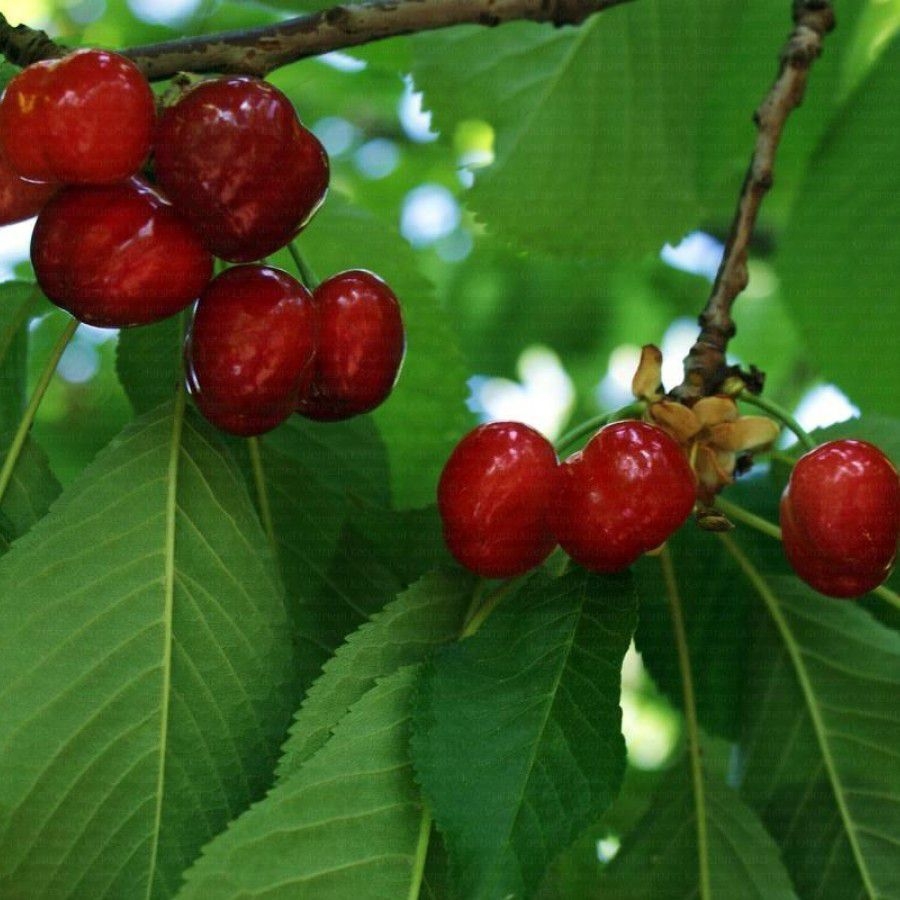Early Burlat Kiraz Çeşidi Ve Özellikleri