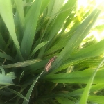 Hububatta Süne Nedir? Zararları Ve Mücadele Yöntemleri