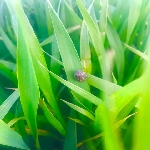 Hububatta Süne Nedir? Zararları Ve Mücadele Yöntemleri