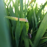 Hububatta Süne Nedir? Zararları Ve Mücadele Yöntemleri