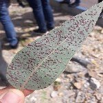 Turunçgil Kabuklu Biti Nedir? Zararları Ve Mücadele Yöntemleri