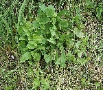 Tarla Sarmaşığı Otu Nedir?