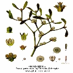 Ökseotu (Viscum Album) Nedir? Özellikleri, Zararı Ve Faydaları