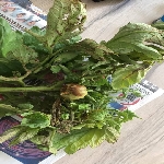 Domates Mildiyösü Hastalığı Belirtileri, Nedenleri Ve Mücadelesi