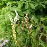 Sarmaşık Nedir? Sarmaşık Nedir?