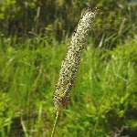 Çayır Tilki Kuyruğu Nedir?