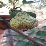 Armut Karaleke Hastalığı Belirtileri, Nedenleri Ve Mücadele Yöntemleri