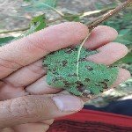 Armut Karaleke Hastalığı Belirtileri, Nedenleri Ve Mücadele Yöntemleri