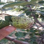 Armut Karaleke Hastalığı Belirtileri, Nedenleri Ve Mücadele Yöntemleri