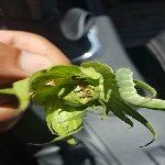 Sebzelerde Yeşilkurt Nedir? Zararları Ve Mücadele Yöntemleri