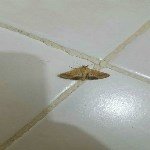 Sebzelerde Yeşilkurt Nedir? Zararları Ve Mücadele Yöntemleri