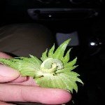 Sebzelerde Yeşilkurt Nedir? Zararları Ve Mücadele Yöntemleri