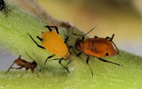 Entemoloji Hemiptera - Heteroptera - Yarım Kanatlılar
