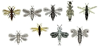 Thysanoptera - Tripsler
