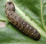 Sebzelerde Bozkurt Nedir? Zararları Ve Mücadele Yöntemleri