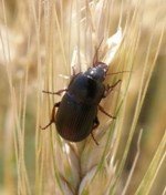 Önemli Tahıl Zararlıları Nelerdir? Önemli Tahıl Zararlıları Nelerdir?