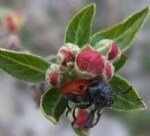 Bakla Zınnı Nedir? Zararları Ve Mücadele Yöntemleri