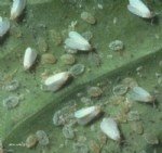 Beyaz Sinek Nedir? Zararları Ve Mücadele Yöntemleri