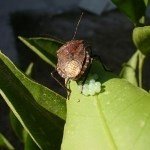 Hububatta Kımıl Nedir? Zararları Ve Mücadele Yöntemleri