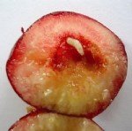 Kiraz Sineği Nedir? Zararları Ve Mücadele Yöntemleri