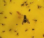 Kiraz Sineği Nedir? Zararları Ve Mücadele Yöntemleri