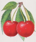 Kiraz Sülüğü Nedir? Zararları Ve Mücadele Yöntemleri