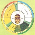 Hububatta Süne Nedir? Zararları Ve Mücadele Yöntemleri