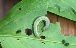 Çizgili Yaprak Kurdu Nedir? Zararları Ve Mücadele Yöntemleri
