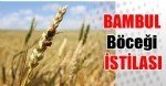 Ekin Bambul Böceği Nedir? Zararları Ve Mücadele Yöntemleri