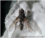 Lahana Sineği Nedir? Zararları Ve Mücadele Yöntemleri Lahana Sineği Nedir? Zararları Ve Mücadele Yöntemleri