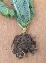 Lahana Sineği Nedir? Zararları Ve Mücadele Yöntemleri Lahana Sineği Nedir? Zararları Ve Mücadele Yöntemleri