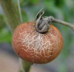 Pas Akarı Nedir? Zararları Ve Mücadele Yöntemleri