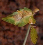 Pas Akarı Nedir? Zararları Ve Mücadele Yöntemleri