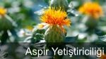 Aspir Yetiştiriciliği Nasıl Yapılır? Aspir Yetiştiriciliği Nasıl Yapılır?