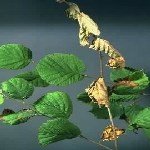 Fındık Teke Böceği Nedir? Zararları Ve Mücadele Yöntemleri