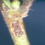 Fındık Teke Böceği Nedir? Zararları Ve Mücadele Yöntemleri