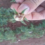 Domates Mildiyösü Hastalığı Belirtileri, Nedenleri Ve Mücadelesi