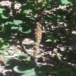 Gül Koşnili Nedir? Zararları Ve Mücadele Yöntemleri