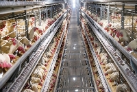 Tavuk Beslerken Yapılan Yaygın Hatalar