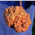 Bitkilerde Hiperplastik Simptomlar: Sebepleri Ve Mücadele Yöntemleri