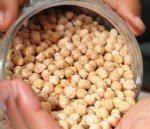 Nohut Yetiştiriciliği Nasıl Yapılır?