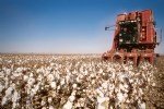 Pamuk Yetiştiriciliği Nasıl Yapılır?