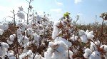 Pamuk Yetiştiriciliği Nasıl Yapılır?