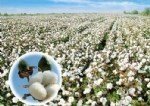 Pamuk Yetiştiriciliği Nasıl Yapılır?