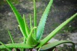 Aloe Vera Faydası Ve Zararı Nelerdir?